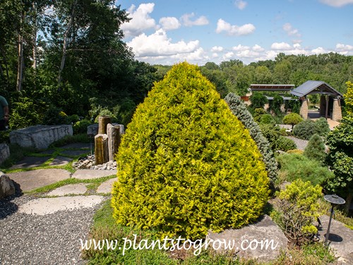 Gold Drop Arborvitae (Thuja occidentalis)